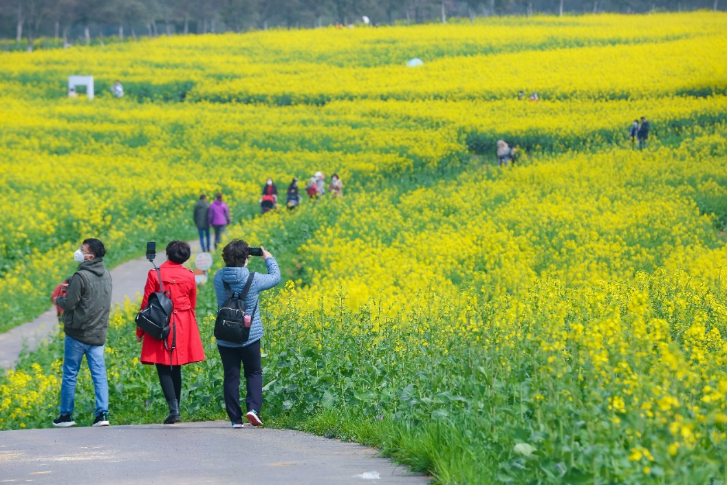 金花有约又见高淳 阿曼带你慢城赏花 高淳旅游网